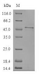 Greater than 90% as determined by SDS-PAGE.Recombinant Human Upf0468 Protein C16Orf80 (CFAP20) Protein (GST)