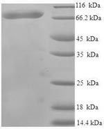 Greater than 90% as determined by SDS-PAGE.