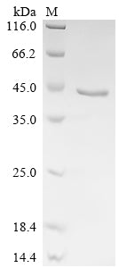 Greater than 90% as determined by SDS-PAGE.Recombinant Human Hypoxia Up-Regulated Protein 1 (HYOU1) Protein (His)