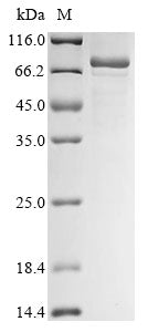 Greater than 85% as determined by SDS-PAGE.Recombinant Human Yth Domain-Containing Family Protein 2 (YTHDF2) Protein (His)