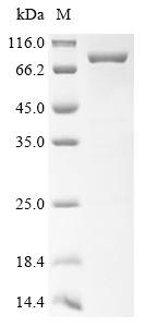 Greater than 85% as determined by SDS-PAGE.