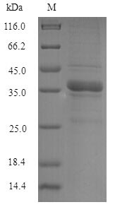 Greater than 90% as determined by SDS-PAGE.