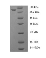 Greater than 90% as determined by SDS-PAGE.