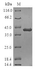 Greater than 90% as determined by SDS-PAGE.Recombinant Human Dna-Directed Rna Polymerases I And Iii Subunit Rpac2 (POLR1D) Protein (GST)