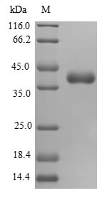 Greater than 90% as determined by SDS-PAGE.Recombinant Human 28S Ribosomal Protein S16, Mitochondrial (MRPS16) Protein (GST)