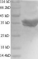 Greater than 90% as determined by SDS-PAGE.