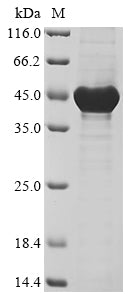 Greater than 85% as determined by SDS-PAGE.Recombinant Human Nuclear Receptor Corepressor 2 (NCOR2) Protein (His)