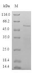Greater than 90% as determined by SDS-PAGE.Recombinant Human Spindlin-1 (SPIN1) Protein (GST)