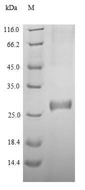 Greater than 90% as determined by SDS-PAGE.