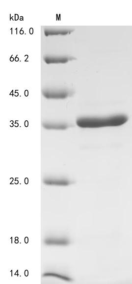 Greater than 90% as determined by SDS-PAGE.