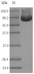 Greater than 90% as determined by SDS-PAGE.Recombinant Human Ruvb-Like 2 (RUVBL2) Protein (His-SUMO)