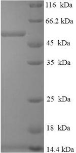 Greater than 90% as determined by SDS-PAGE.