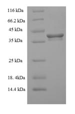Greater than 90% as determined by SDS-PAGE.