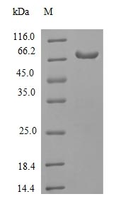 Greater than 90% as determined by SDS-PAGE.Recombinant Human Receptor-Interacting Serine/Threonine-Protein Kinase 3 (RIPK3) Protein (His-SUMO)