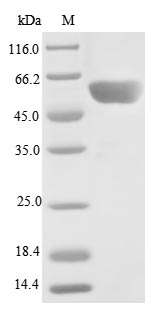 Greater than 85% as determined by SDS-PAGE.Recombinant Human Serine/Threonine-Protein Phosphatase 2A 55 Kda Regulatory Subunit B Gamma Isoform (PPP2R2C) Protein (His&Myc)