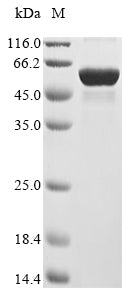 Greater than 85% as determined by SDS-PAGE.