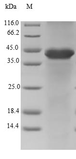 Greater than 90% as determined by SDS-PAGE.Recombinant Human Mitotic Spindle-Associated Mmxd Complex Subunit Mip18 (FAM96B) Protein (GST)