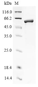 Greater than 90% as determined by SDS-PAGE.