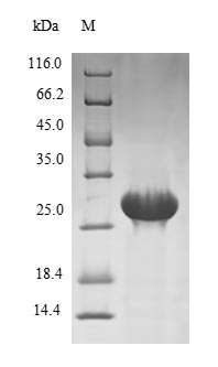 Greater than 90% as determined by SDS-PAGE.Recombinant Human Testisin (PRSS21) Protein (His)