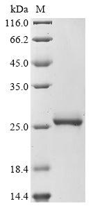 Greater than 90% as determined by SDS-PAGE.Recombinant Arabidopsis Thaliana Calmodulin-4 (CAM4) Protein (His&Myc)