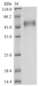 Greater than 90% as determined by SDS-PAGE.Recombinant Human Advanced Glycosylation End Product-Specific Receptor (AGER) Protein (His)