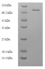 Greater than 90% as determined by SDS-PAGE.Recombinant Cynomolgus Monkey Albumin (ALB) Protein (His-Myc)