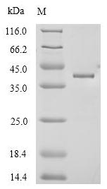 Greater than 90% as determined by SDS-PAGE.Recombinant Mouse Anthrax Toxin Receptor 1 (ANTXR1) Protein (His-Myc)