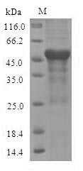 Greater than 90% as determined by SDS-PAGE.