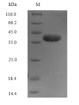 Greater than 90% as determined by SDS-PAGE.Recombinant Human Annexin A2 (ANXA2) Protein (His-Myc)