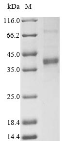 Greater than 85% as determined by SDS-PAGE.Recombinant Rat Apolipoprotein C-I (APOC1) Protein (hFc)