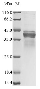 Greater than 85% as determined by SDS-PAGE.Recombinant Mouse Apolipoprotein E (APOE) Protein (His&Myc)