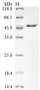 Greater than 85% as determined by SDS-PAGE.