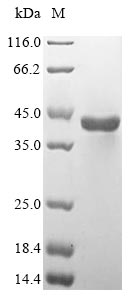 Greater than 85% as determined by SDS-PAGE.Recombinant Human Aspartoacylase (ASPA) Protein (His&Myc)