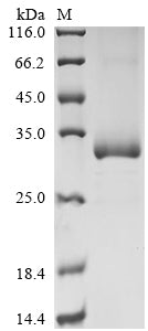 Greater than 85% as determined by SDS-PAGE.Recombinant Human Azurocidin (AZU1) Protein (His)