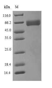 Greater than 85% as determined by SDS-PAGE.Recombinant Human Basigin (BSG) Protein (hFc)