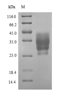 Greater than 90% as determined by SDS-PAGE.Recombinant Human Basigin (BSG) Protein (His-Myc)