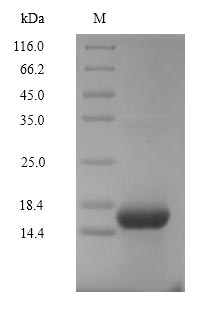 Greater than 90% as determined by SDS-PAGE.