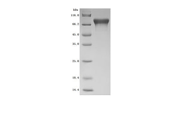 Greater than 95% as determined by SDS-PAGE.Recombinant Human Cell Adhesion Molecule 1 (CADM1) Protein (His), Active