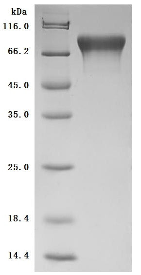 Greater than 95% as determined by SDS-PAGE.Recombinant Mouse Cell Adhesion Molecule 1 (CADM1) Protein (His), Active