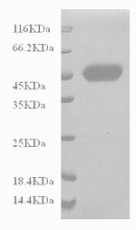 Greater than 90% as determined by SDS-PAGE.Recombinant Human Monocyte Differentiation Antigen Cd14 (CD14) Protein (His-Myc)