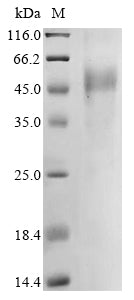 Greater than 85% as determined by SDS-PAGE.Recombinant Human B-Lymphocyte Antigen Cd19 (CD19) Protein (His&Myc)