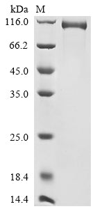 Greater than 90% as determined by SDS-PAGE.