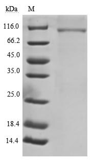 Greater than 90% as determined by SDS-PAGE.Recombinant Human B-Cell Receptor Cd22 (CD22) Protein (His), Active