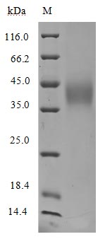 Greater than 95% as determined by SDS-PAGE.Recombinant Human Signal Transducer Cd24 (CD24) Protein (His), Active