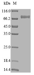 Greater than 95% as determined by SDS-PAGE.