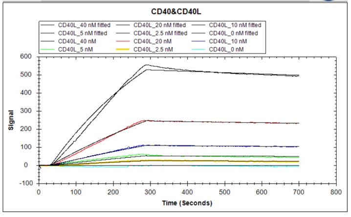 Activity Human CD40 protein hFc tag captured on COOH chip can bind Human CD40L protein hFc and Flag tag with an affinity constant of 2.06 nM as detected by LSPR Assay. Biological Activity AssayRecombinant Human Tumor Necrosis Factor Receptor Superfamily Member 5 (CD40) Protein (hFc), Active