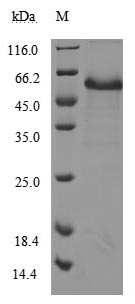Greater than 90% as determined by SDS-PAGE.Recombinant Human Tumor Necrosis Factor Receptor Superfamily Member 5 (CD40) Protein (hFc), Active
