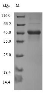 Greater than 90% as determined by SDS-PAGE.Recombinant Human Cd40 Ligand (CD40LG) Protein (hFc-Flag), Active