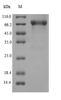 Greater than 90% as determined by SDS-PAGE.Recombinant Human Cd44 Antigen (CD44) Protein (hFc), Active