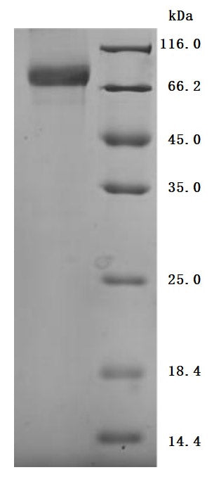 Greater than 90% as determined by SDS-PAGE.Biotinylated Recombinant Human Cd44 Antigen (CD44) Protein (mFc-Avi), Active